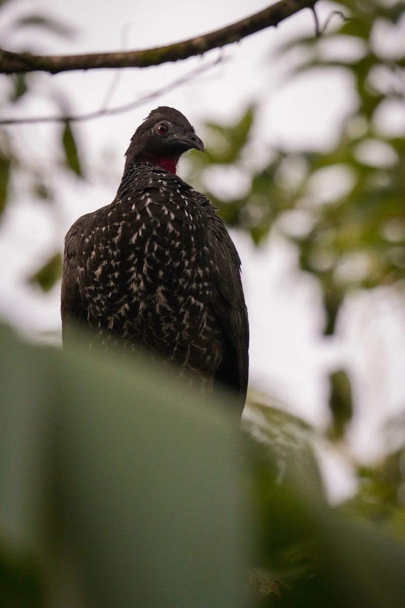 Crested Guan - ML638532811