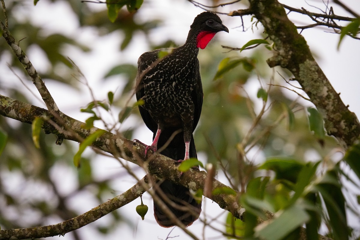 Crested Guan - ML638532813