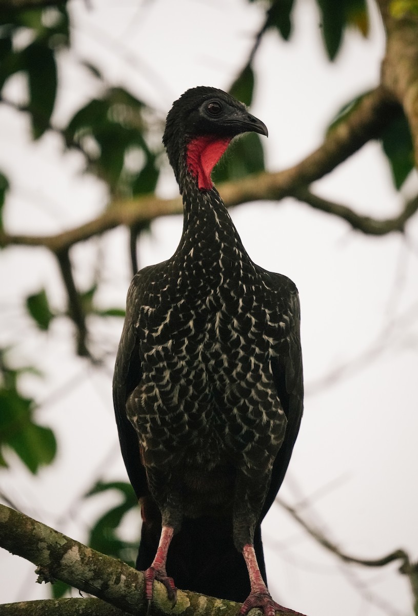 Crested Guan - ML638532814
