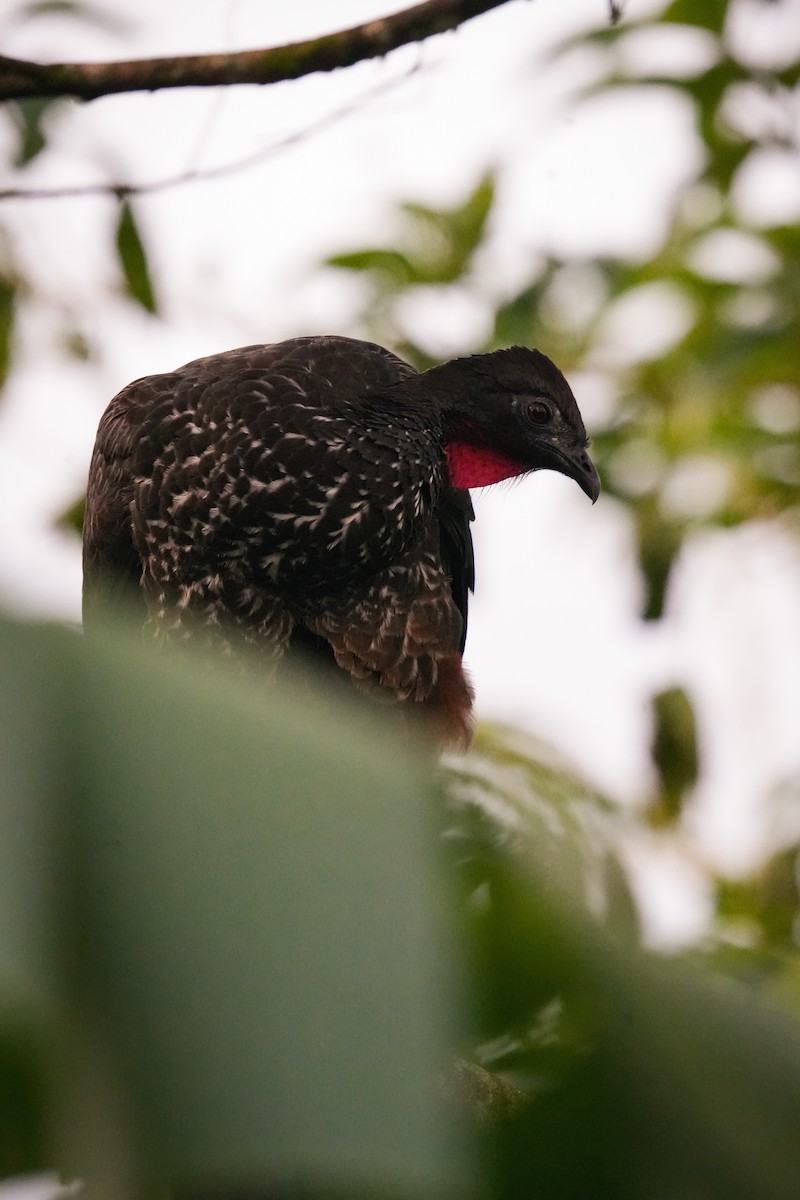 Crested Guan - ML638532815
