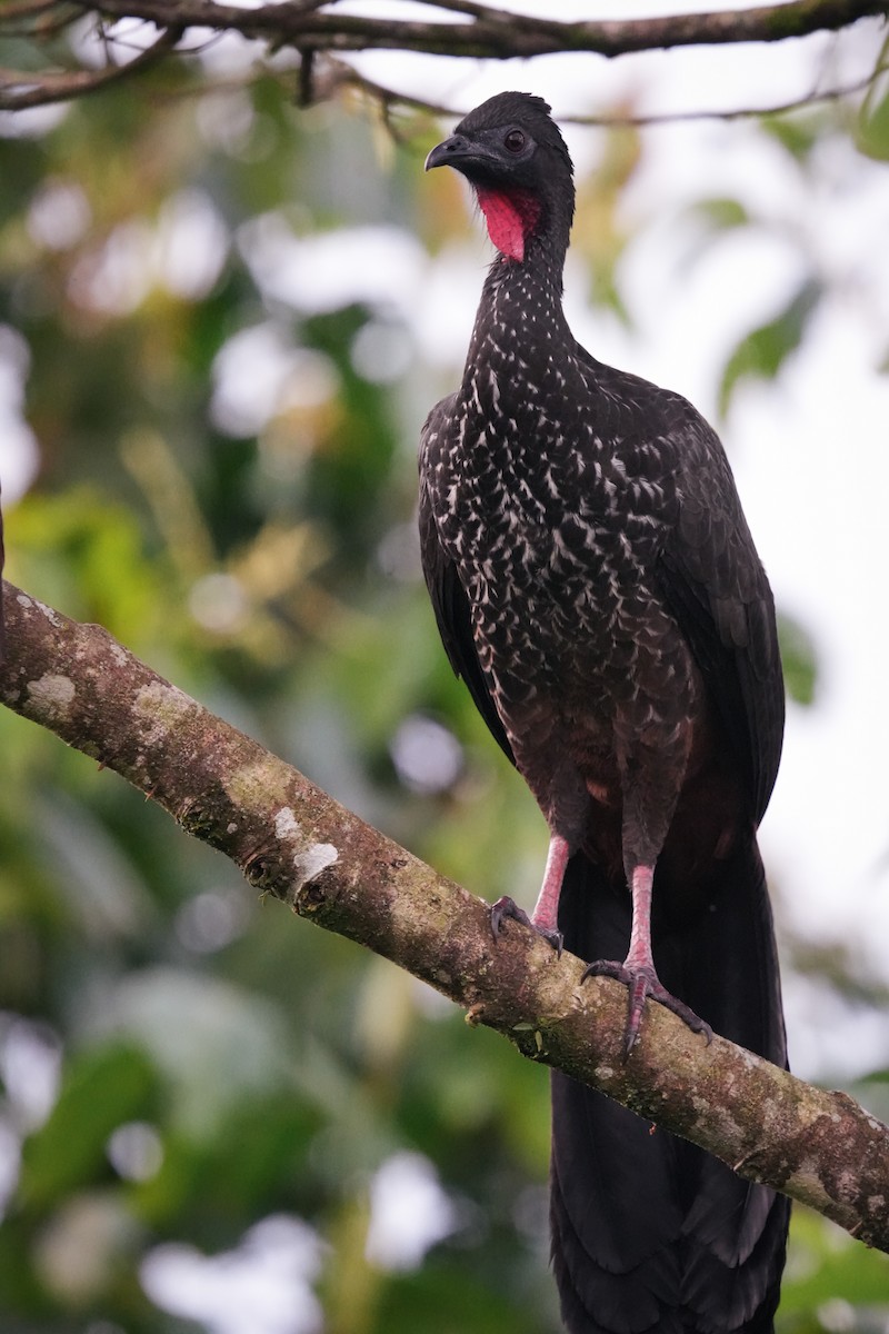 Crested Guan - ML638532816