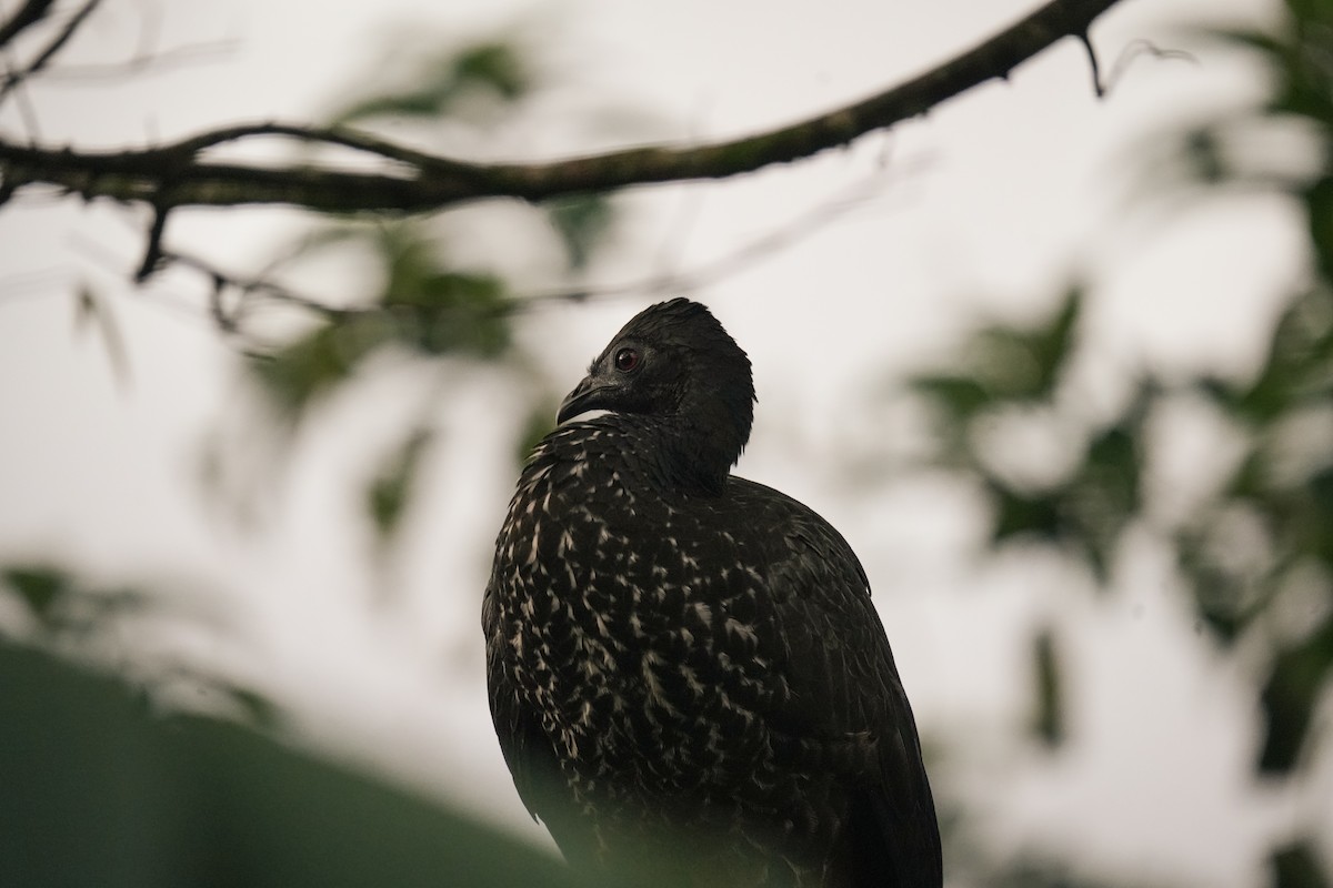 Crested Guan - ML638532819