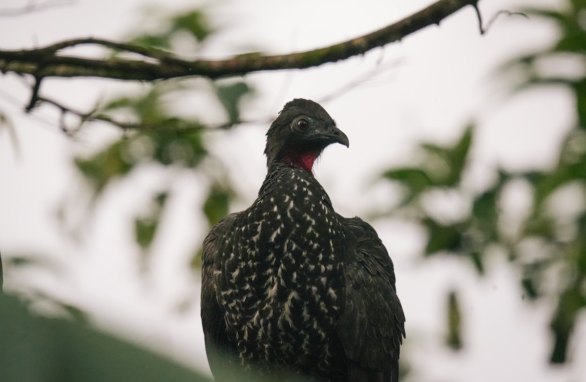 Crested Guan - ML638532820