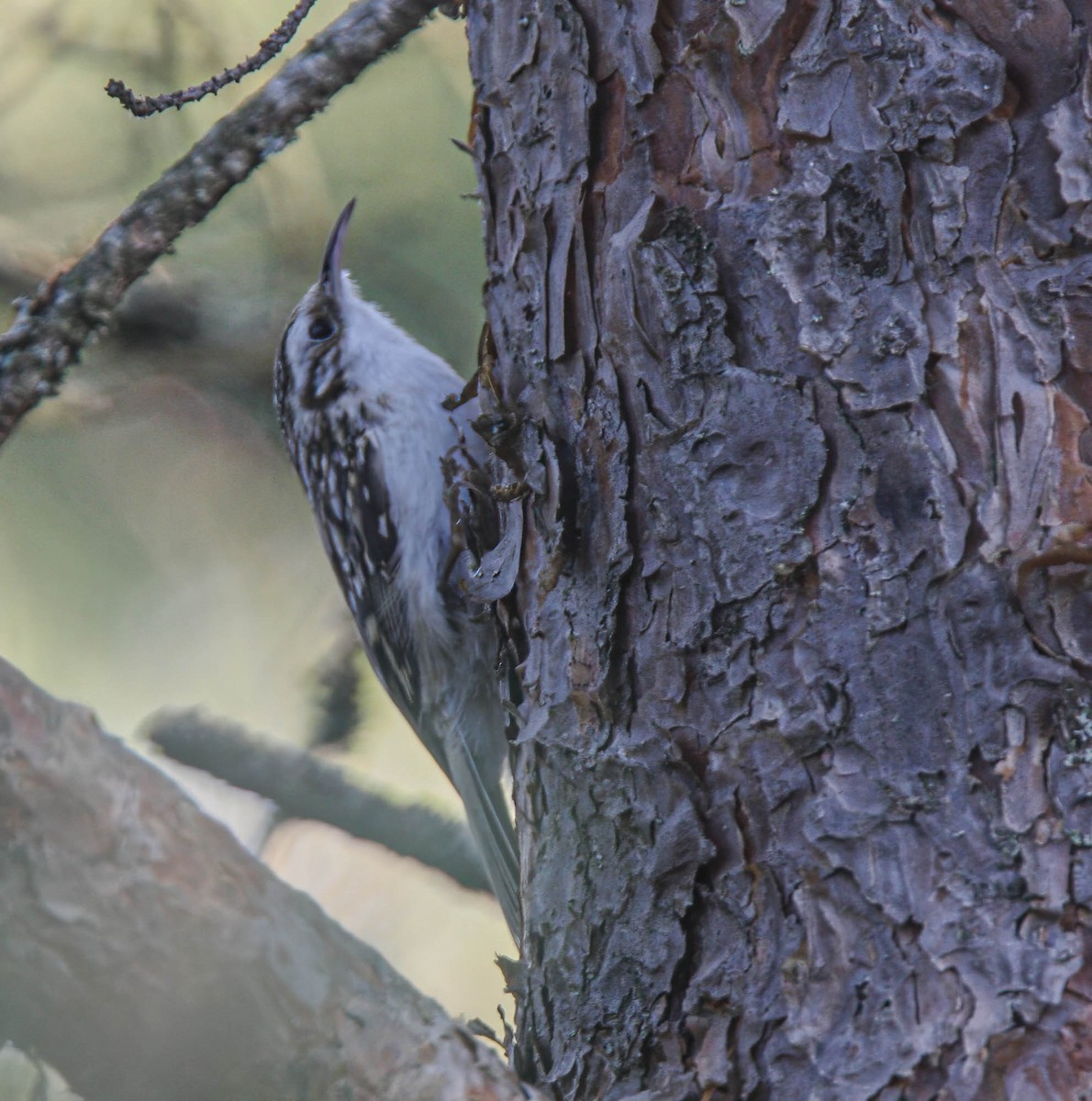 Eurasian Treecreeper - ML638532822