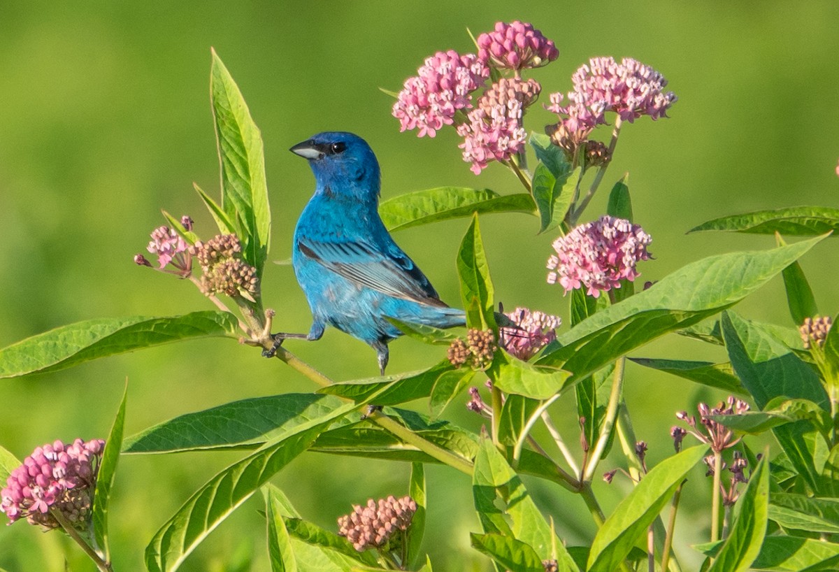 Indigo Bunting - Gale VerHague