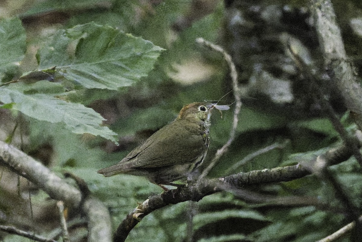 Ovenbird - ML638532870
