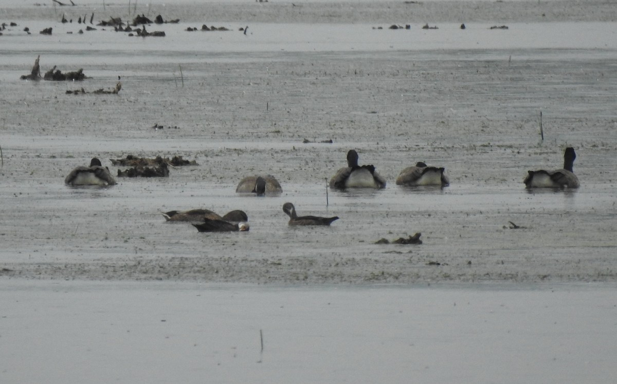 Northern Pintail - ML638532873