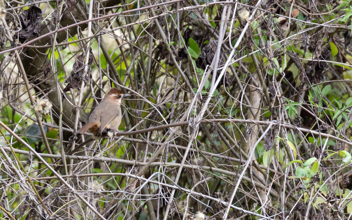 White-browed Laughingthrush - ML638532875
