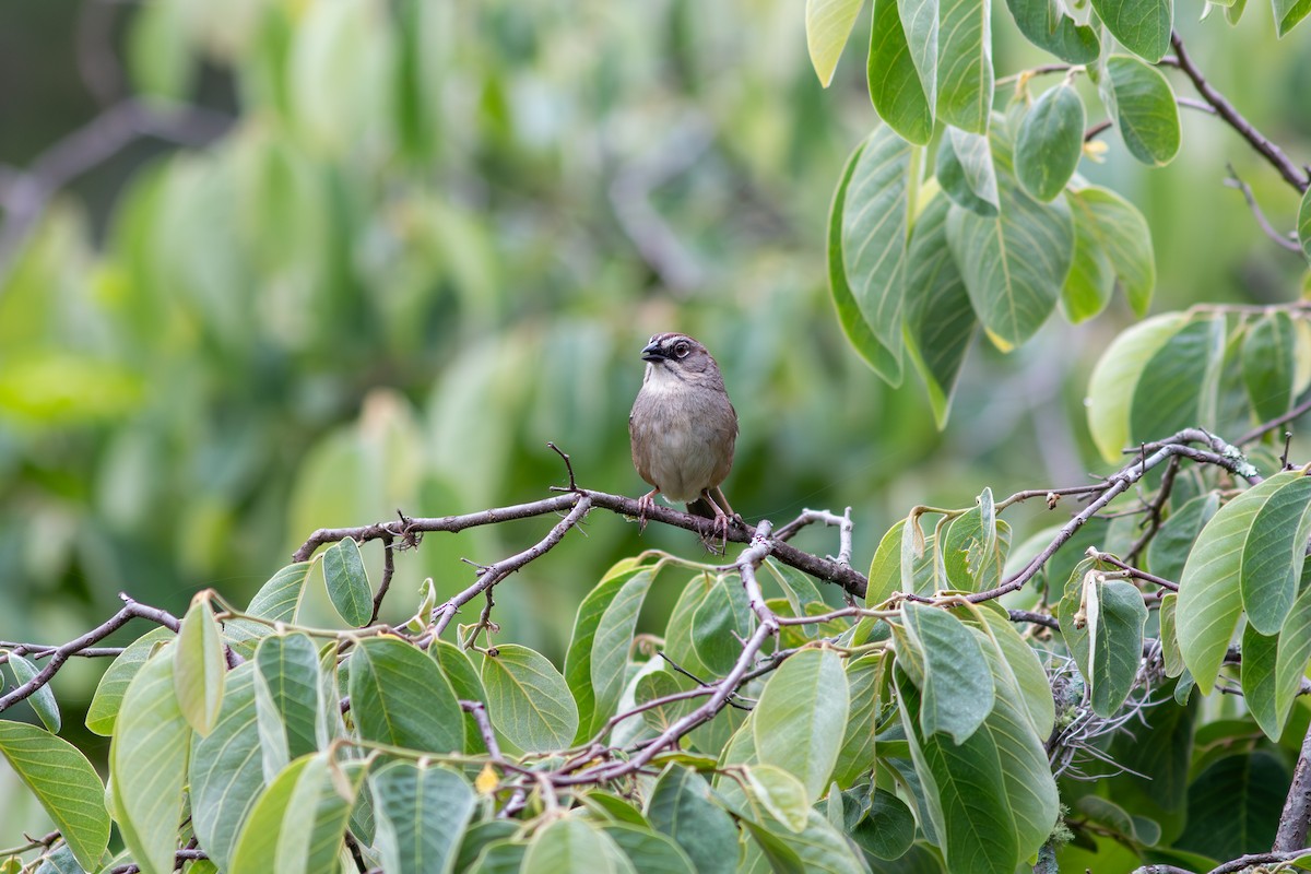 Oaxaca Sparrow - ML638532877