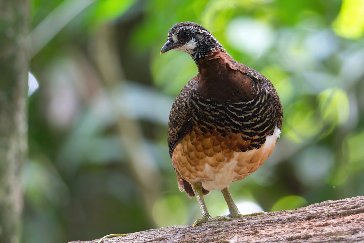 Sabah Partridge - ML638532949