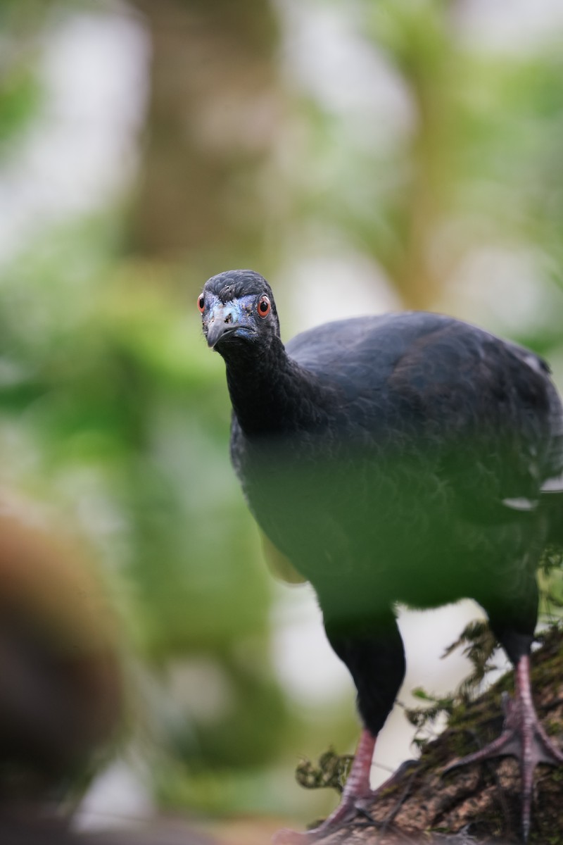 Black Guan - ML638532978