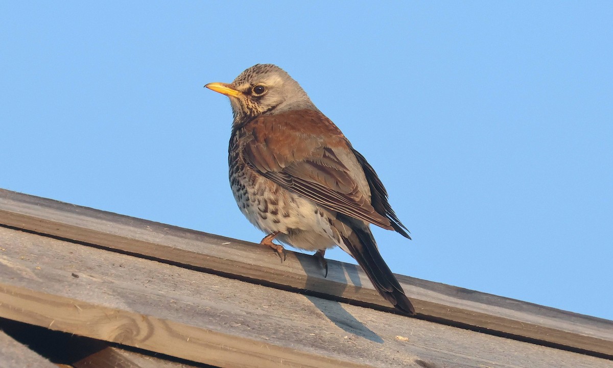 Fieldfare - ML638532994