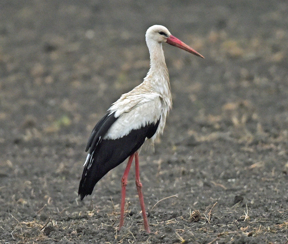 White Stork - ML638533104