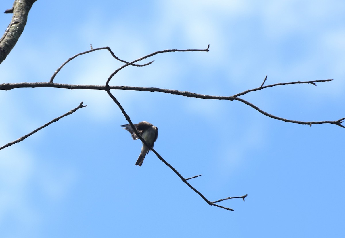 Eastern Wood-Pewee - ML638533121