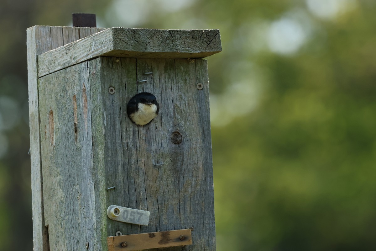 Tree Swallow - ML638533123
