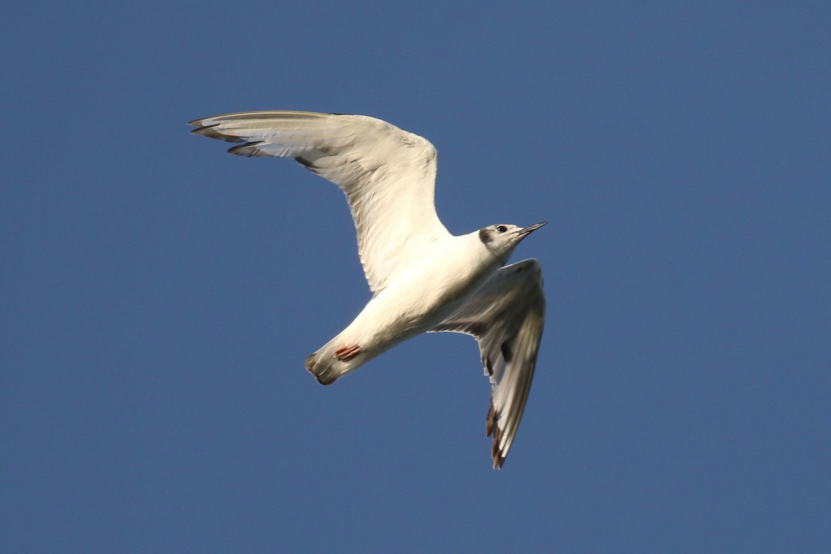 Bonaparte's Gull - ML638533124
