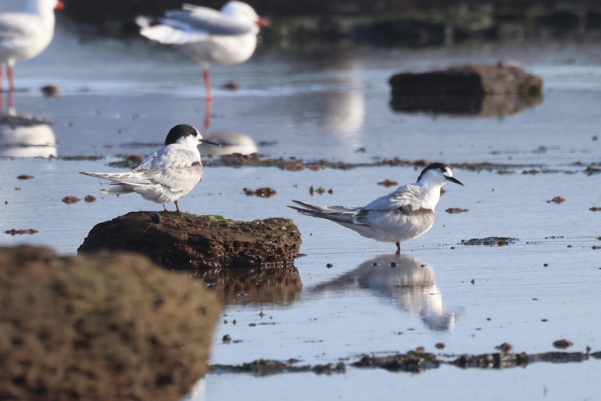 White-fronted Tern - ML638533126