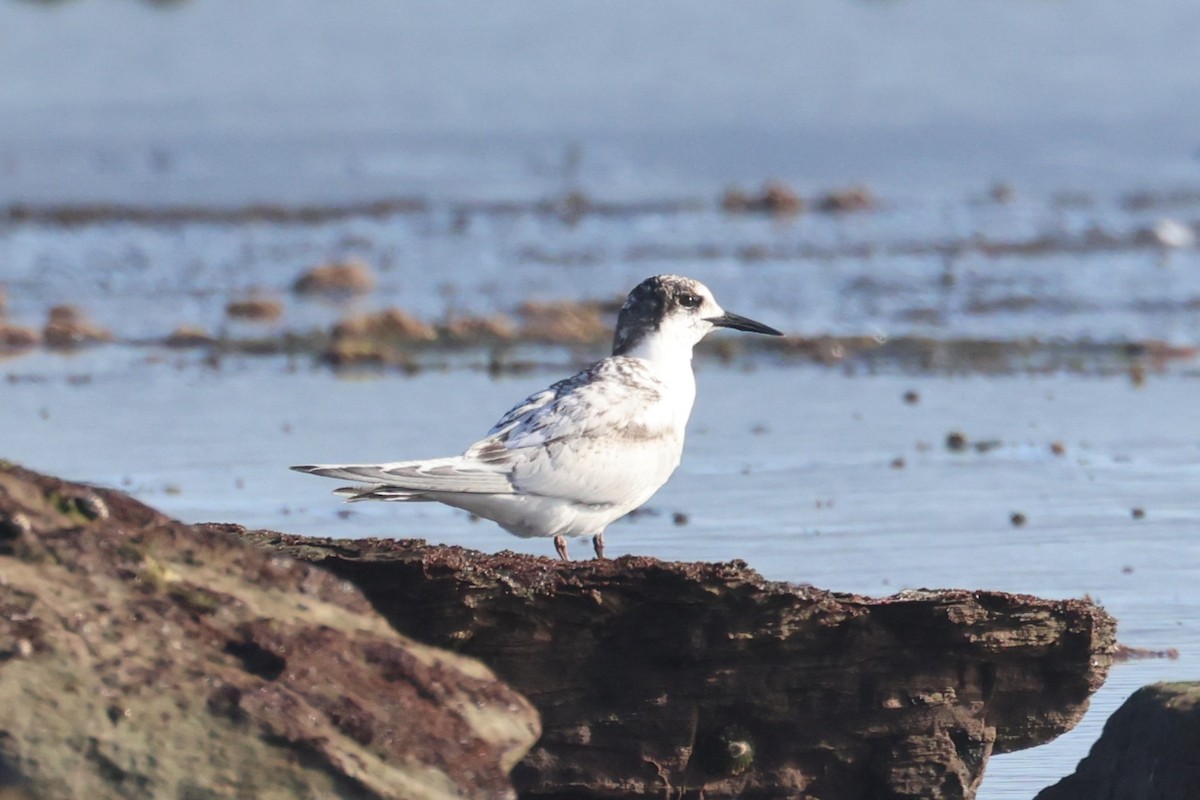 White-fronted Tern - ML638533127