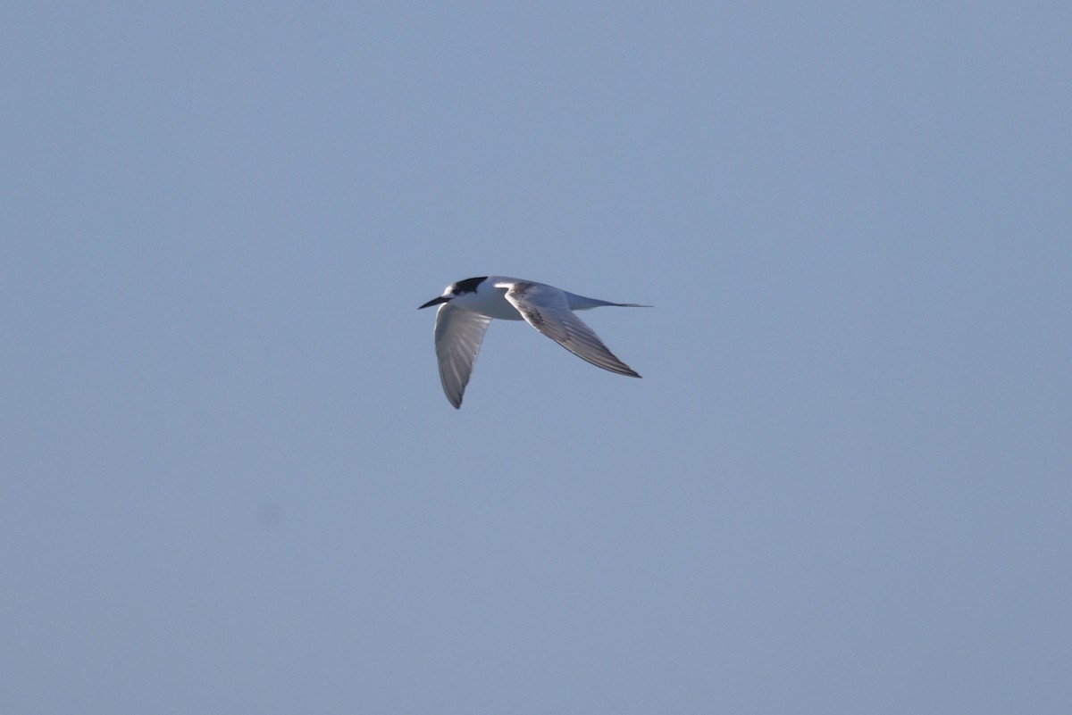 White-fronted Tern - ML638533129