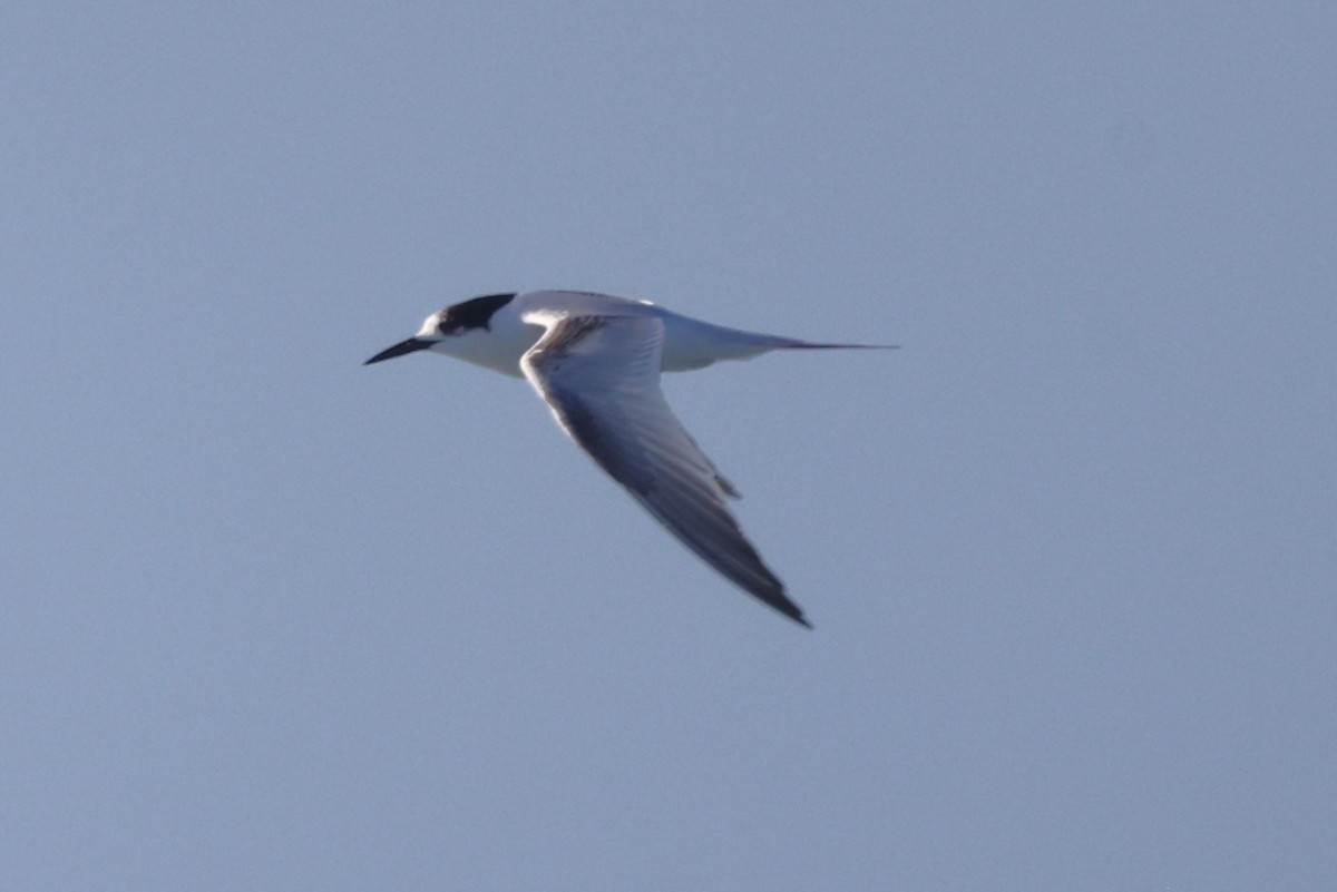 White-fronted Tern - ML638533130