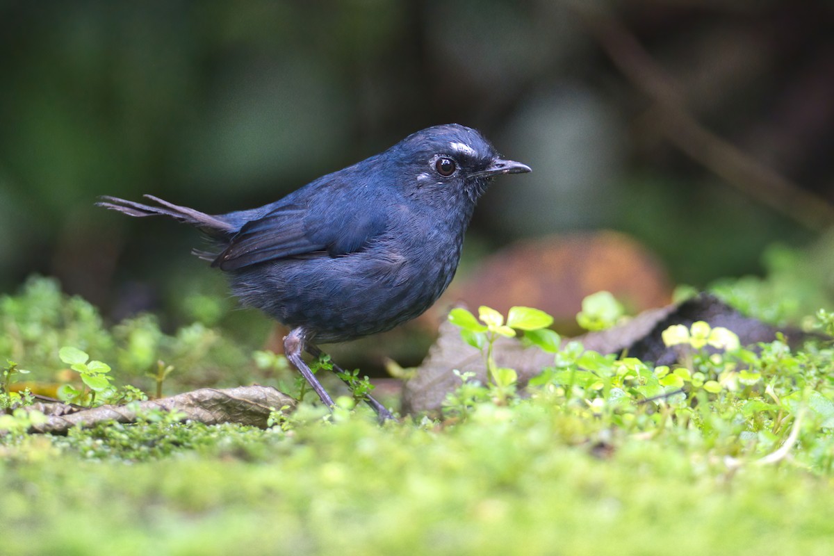 Bornean Shortwing - ML638533150