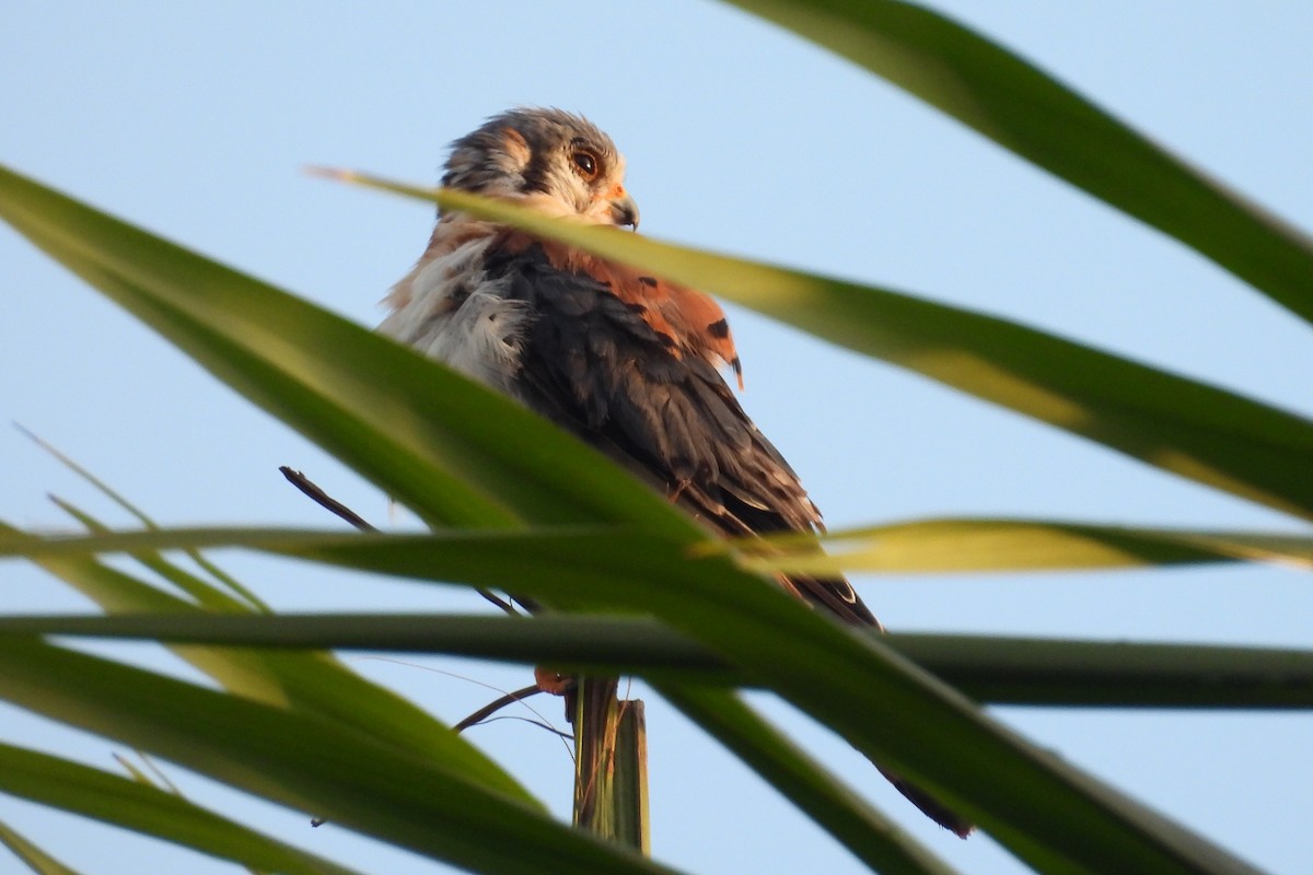 American Kestrel - ML638533151