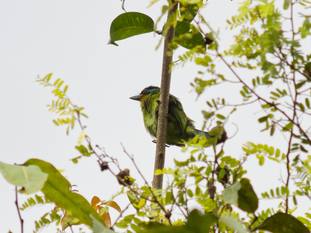 Black-browed Barbet - ML638533155