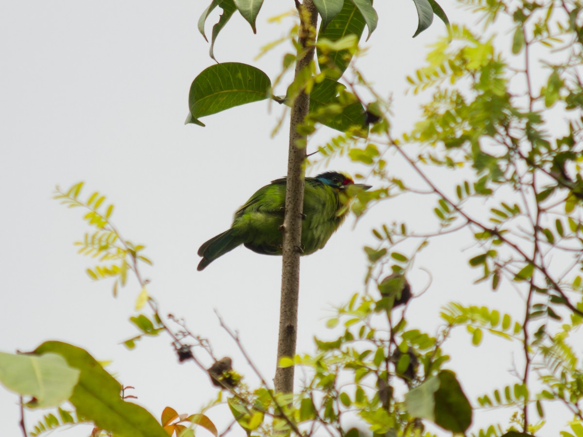 Black-browed Barbet - ML638533156