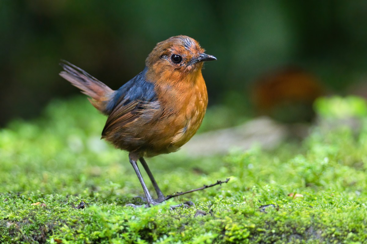 Bornean Shortwing - ML638533157