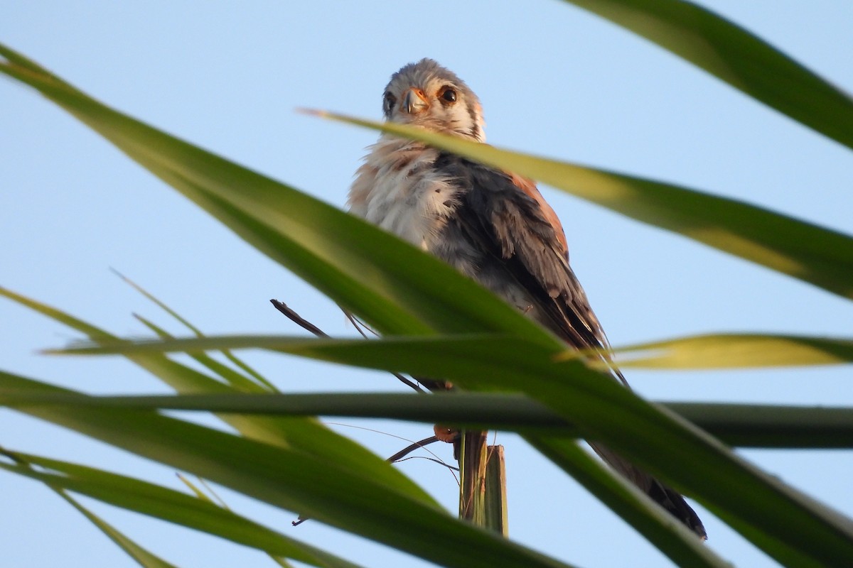 American Kestrel - ML638533172