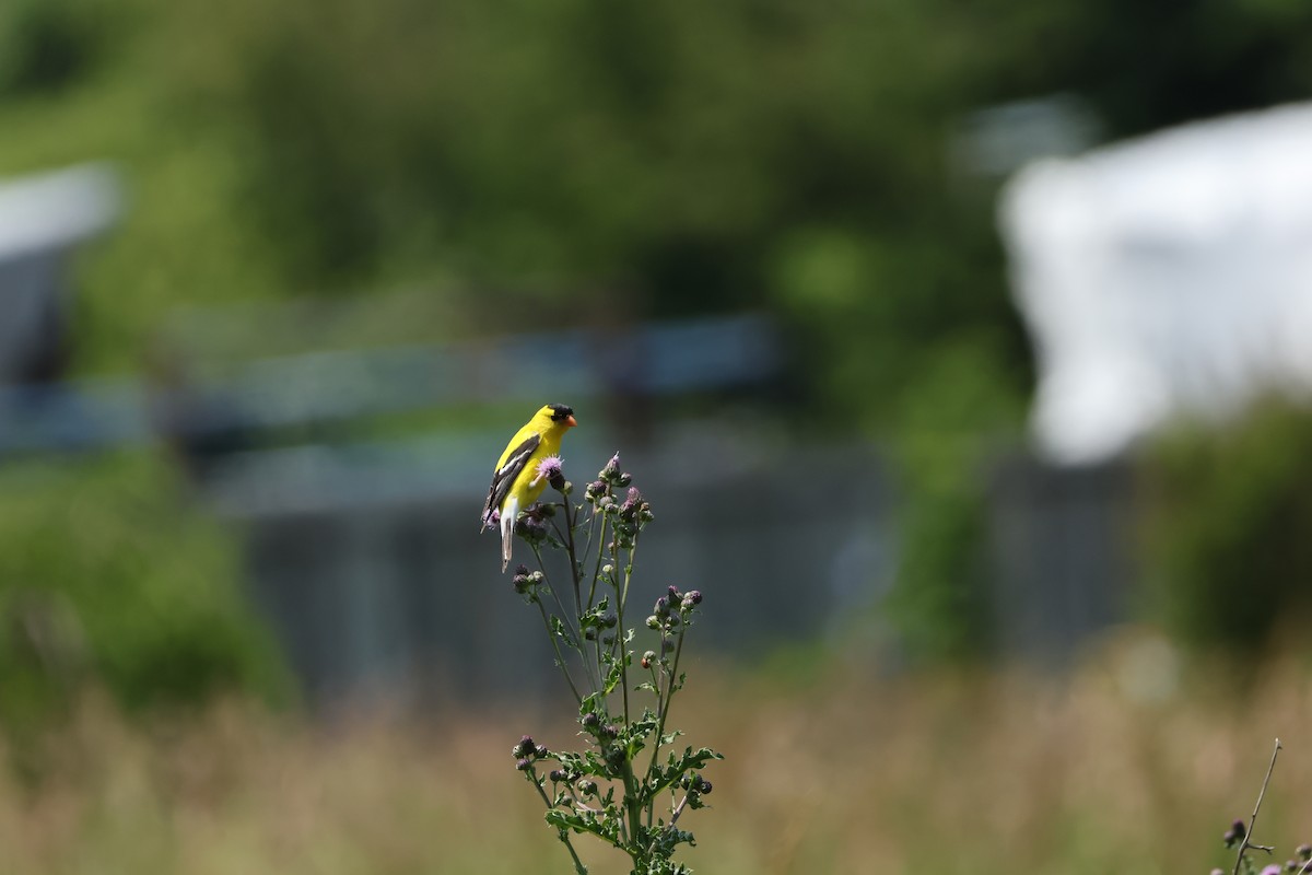 American Goldfinch - ML638533181