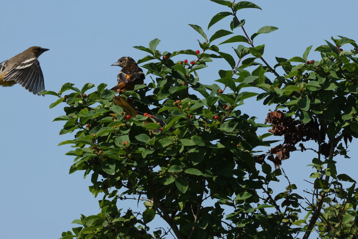 Baltimore Oriole - ML638533187