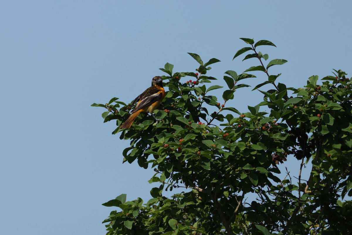 Baltimore Oriole - ML638533188