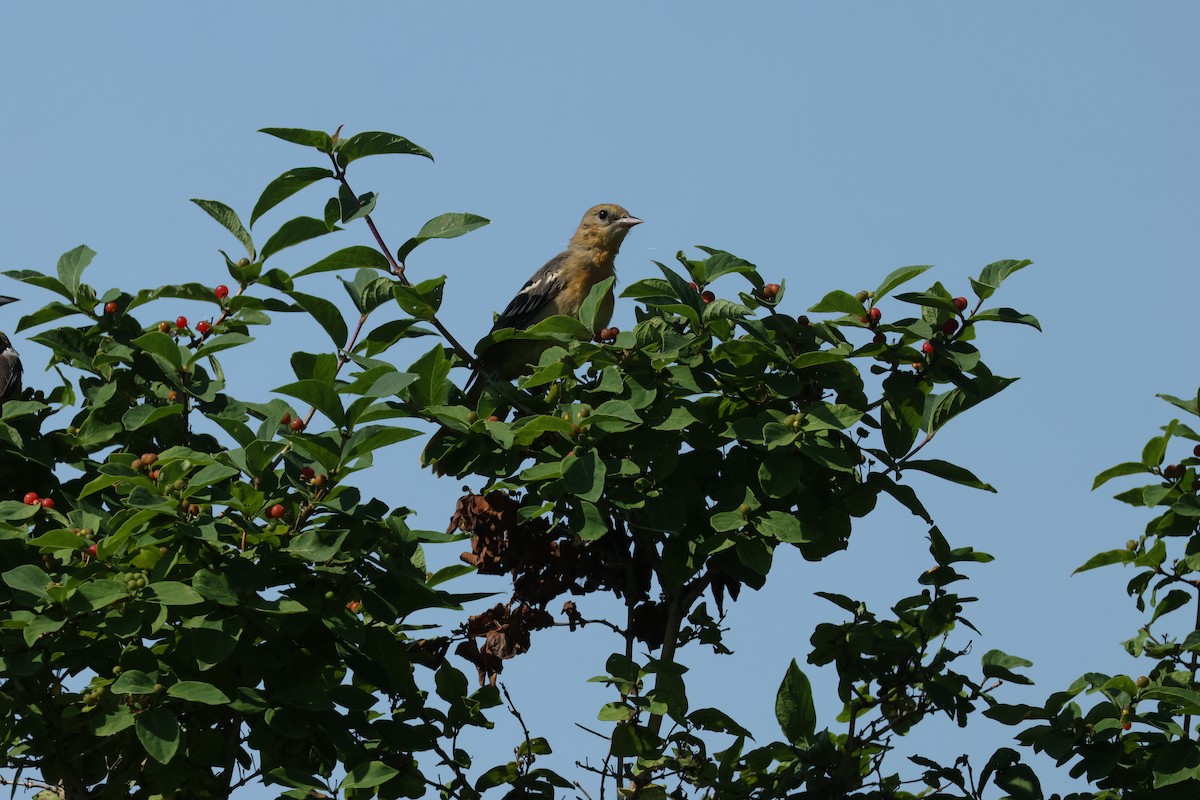 Baltimore Oriole - ML638533189