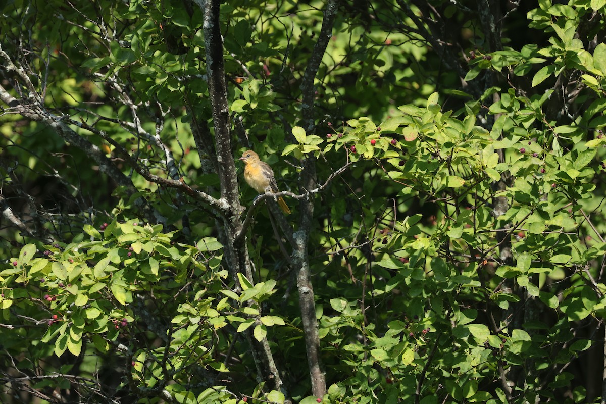 Baltimore Oriole - ML638533190