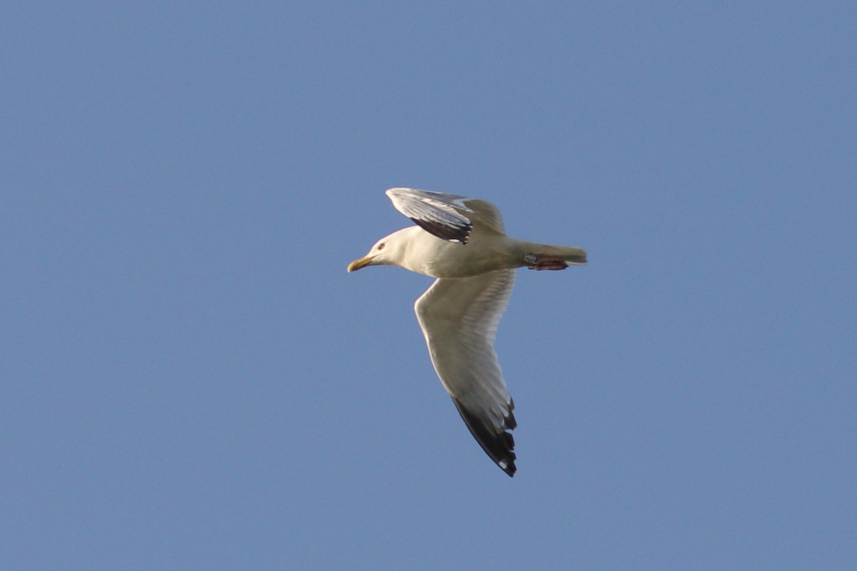 American Herring Gull - ML638533195