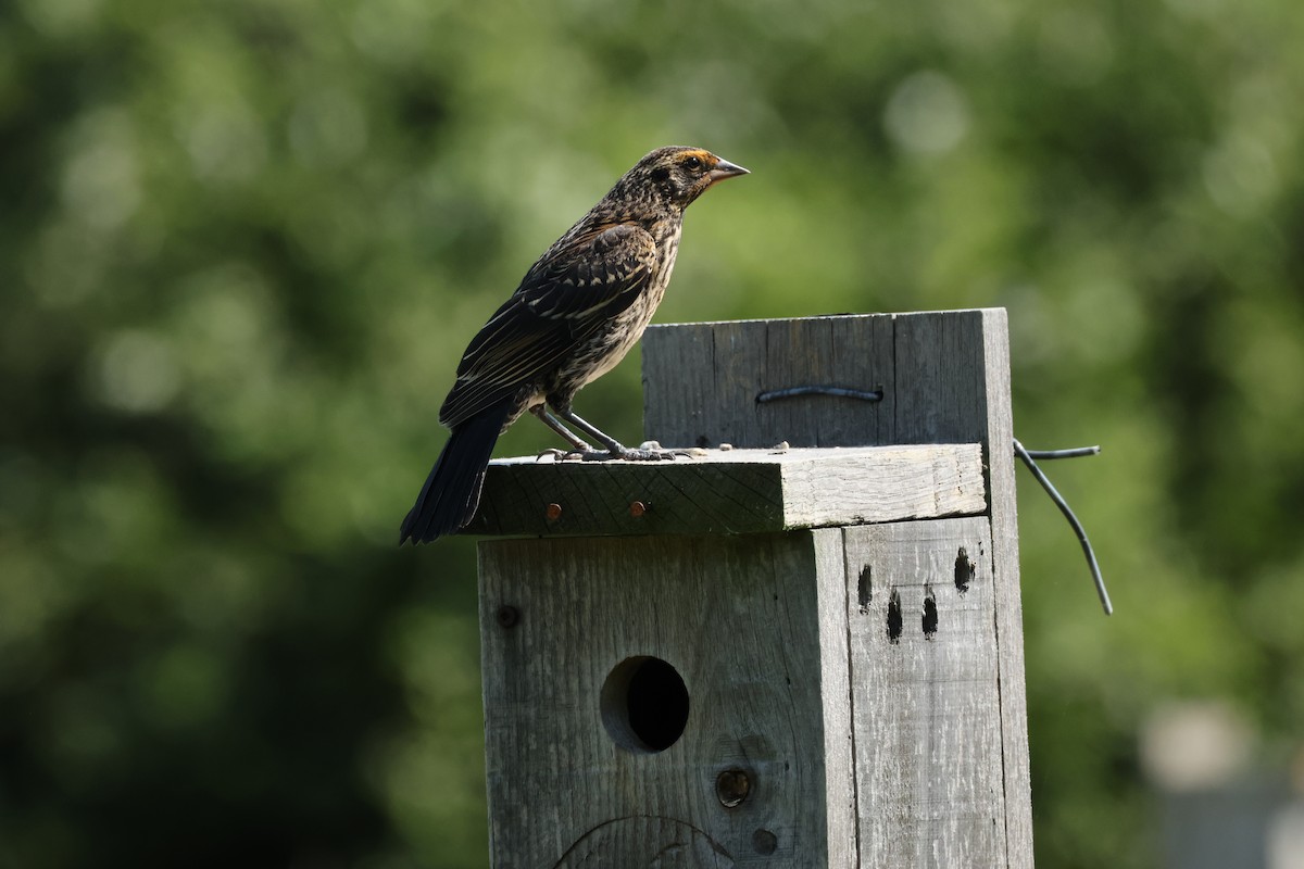 Red-winged Blackbird - ML638533206