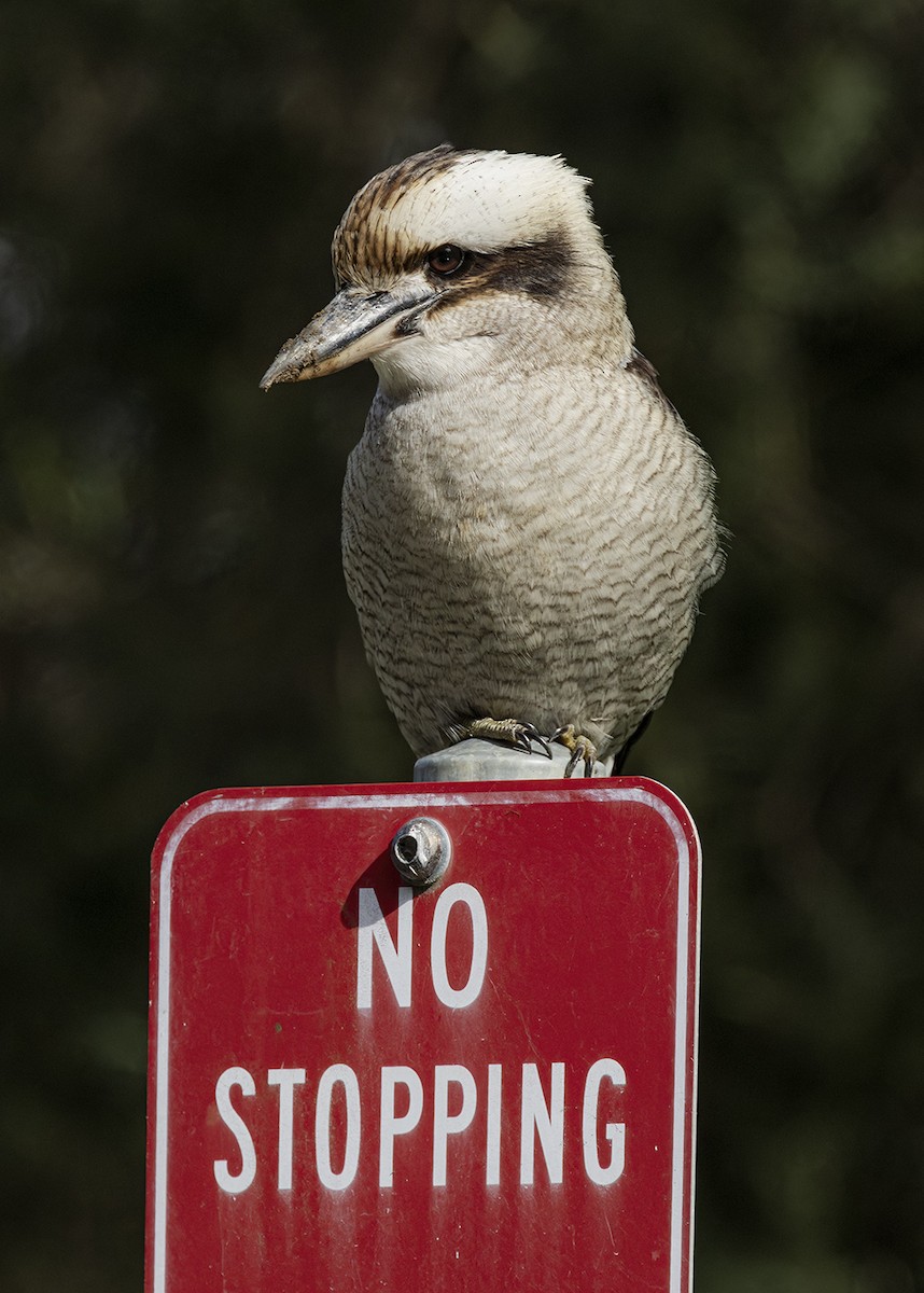 Laughing Kookaburra - ML638533210