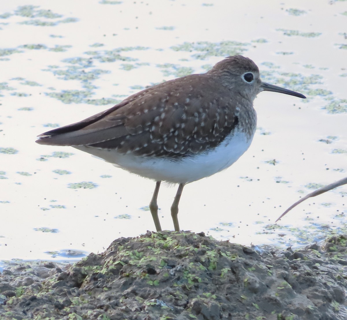 Einsiedelwasserläufer - ML638533219