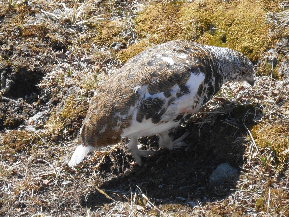 White-tailed Ptarmigan - ML638533223