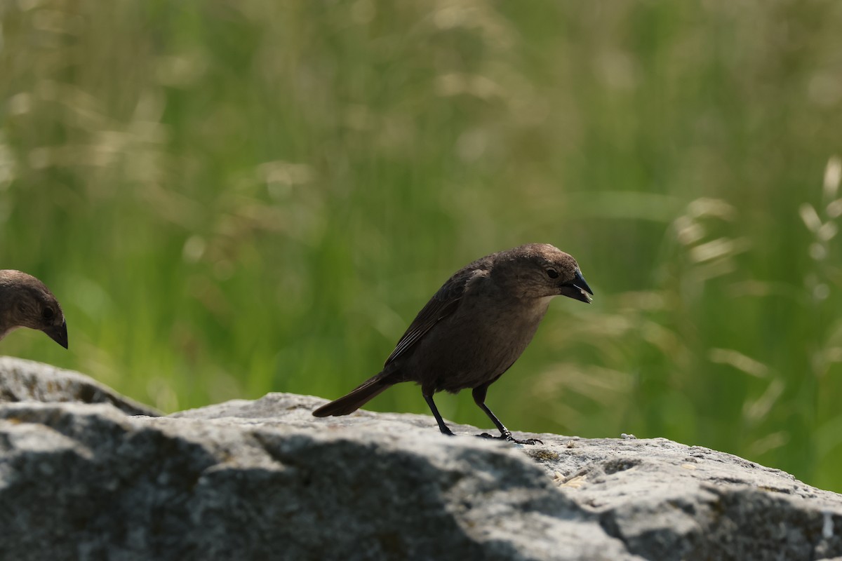 Brown-headed Cowbird - ML638533232