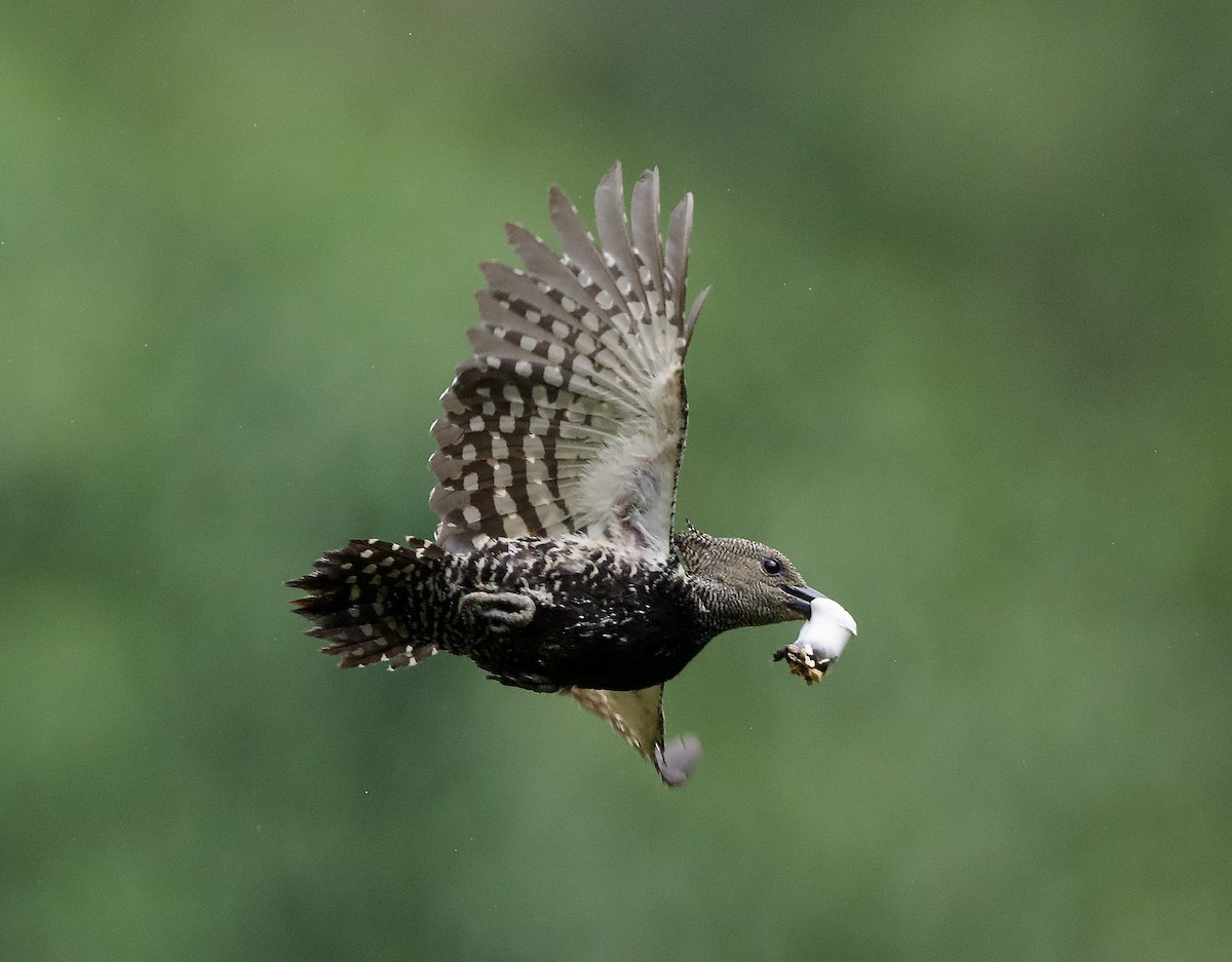 Zebra Woodpecker - ML638533234