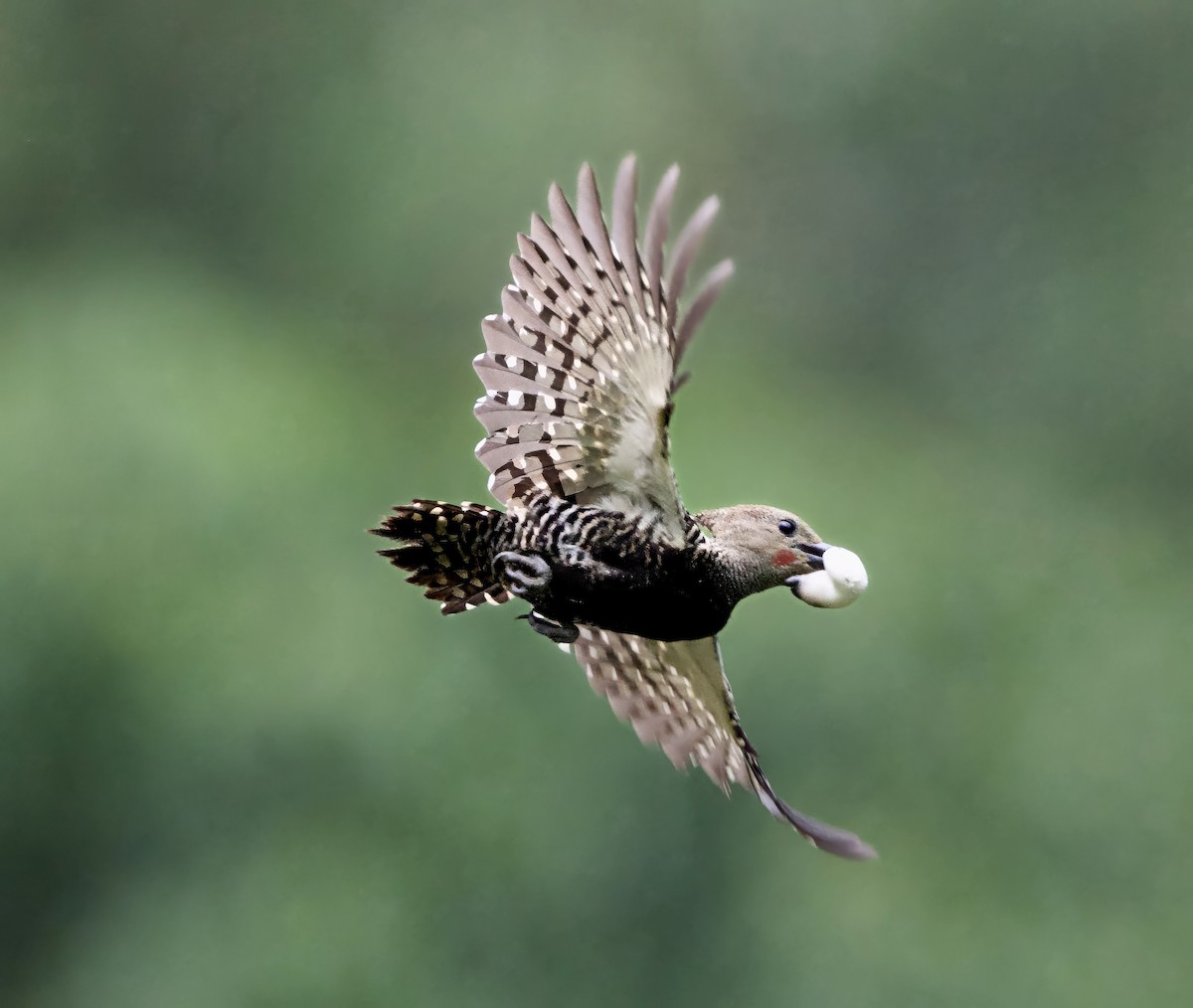 Zebra Woodpecker - ML638533235
