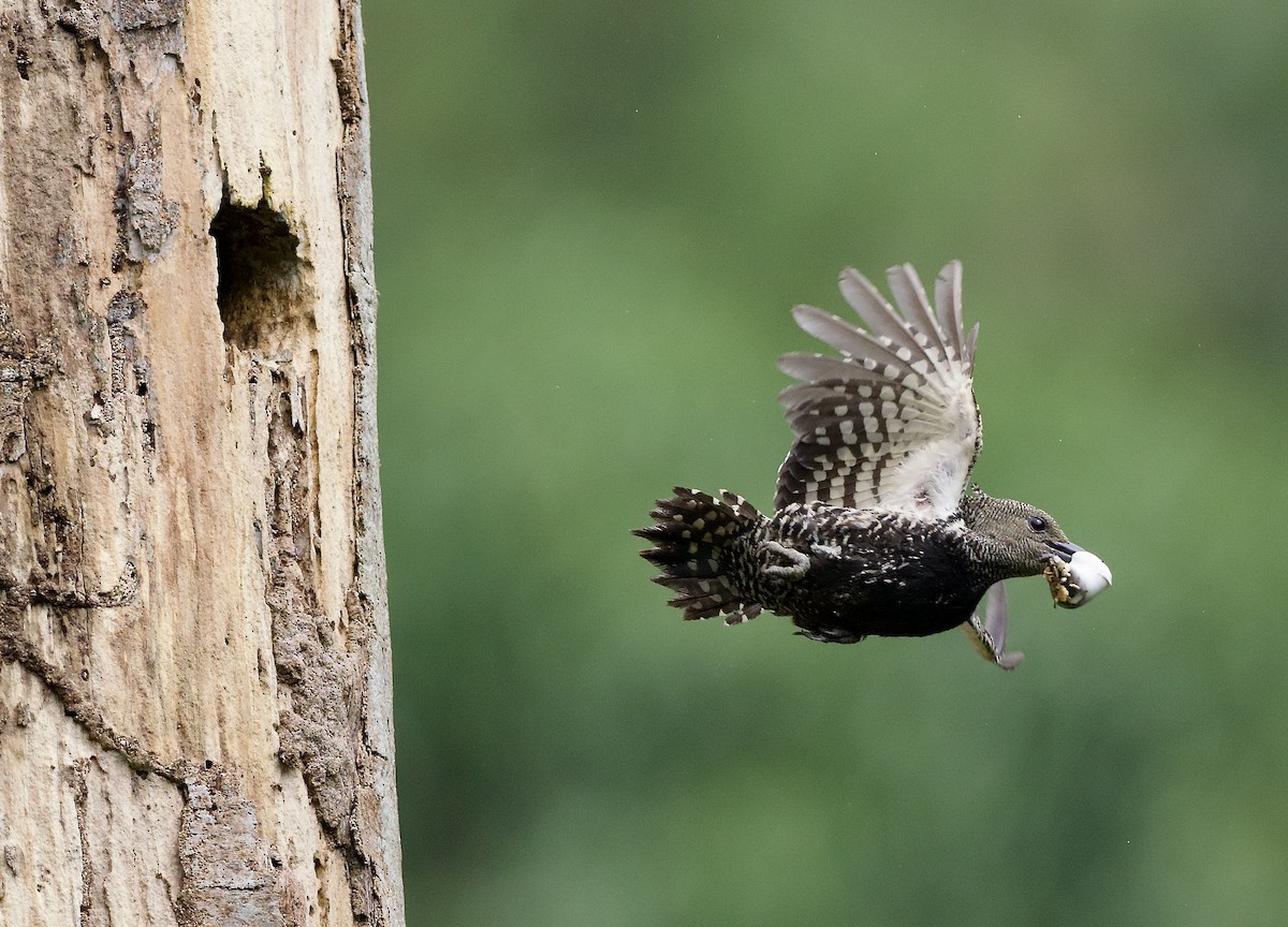 Zebra Woodpecker - ML638533237