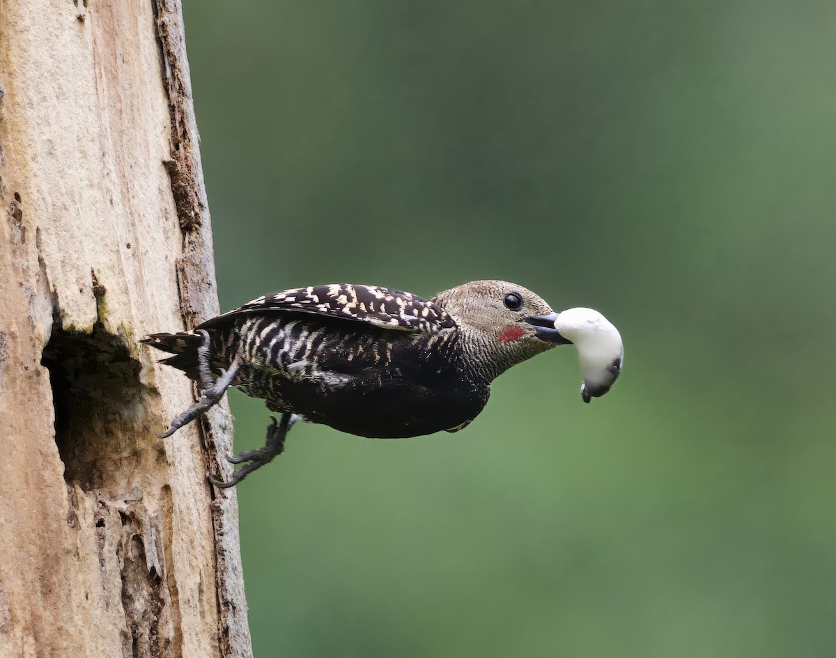 Zebra Woodpecker - ML638533238