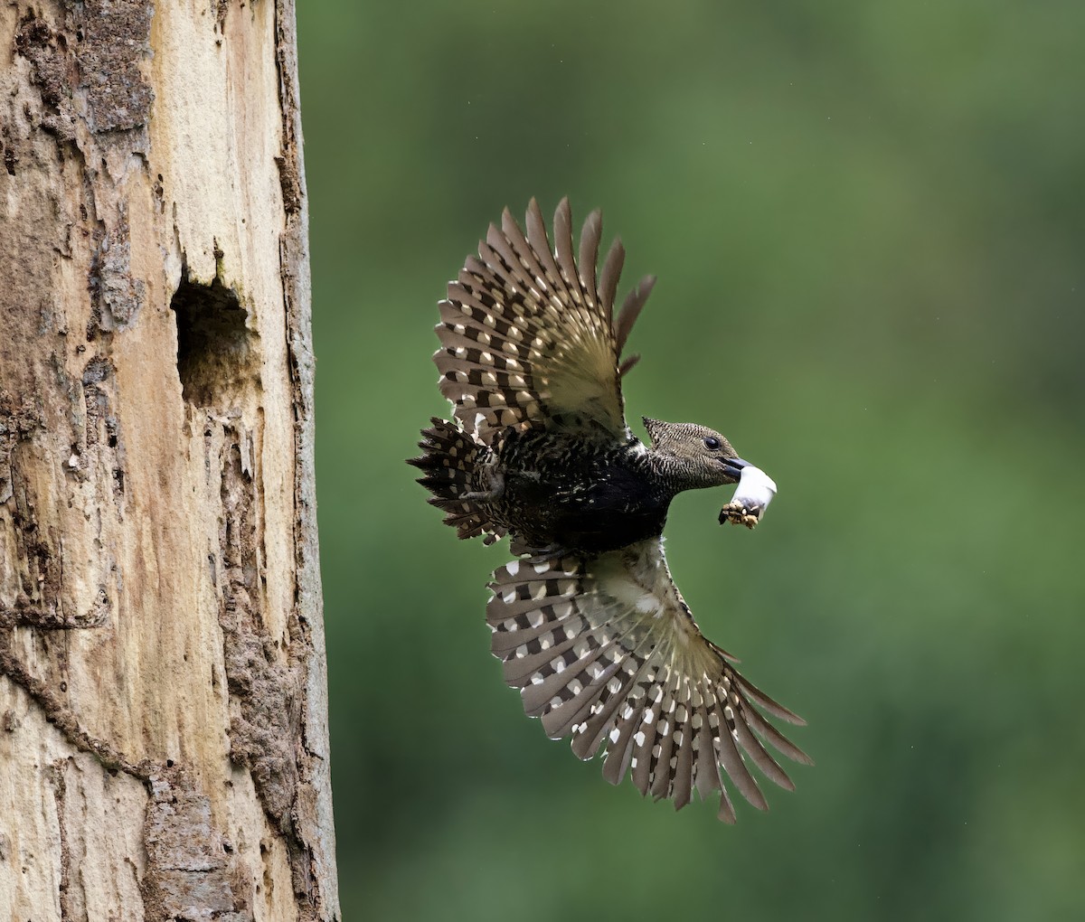 Zebra Woodpecker - ML638533240