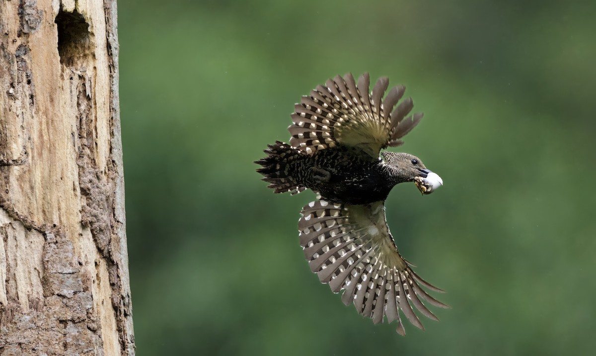 Zebra Woodpecker - ML638533241