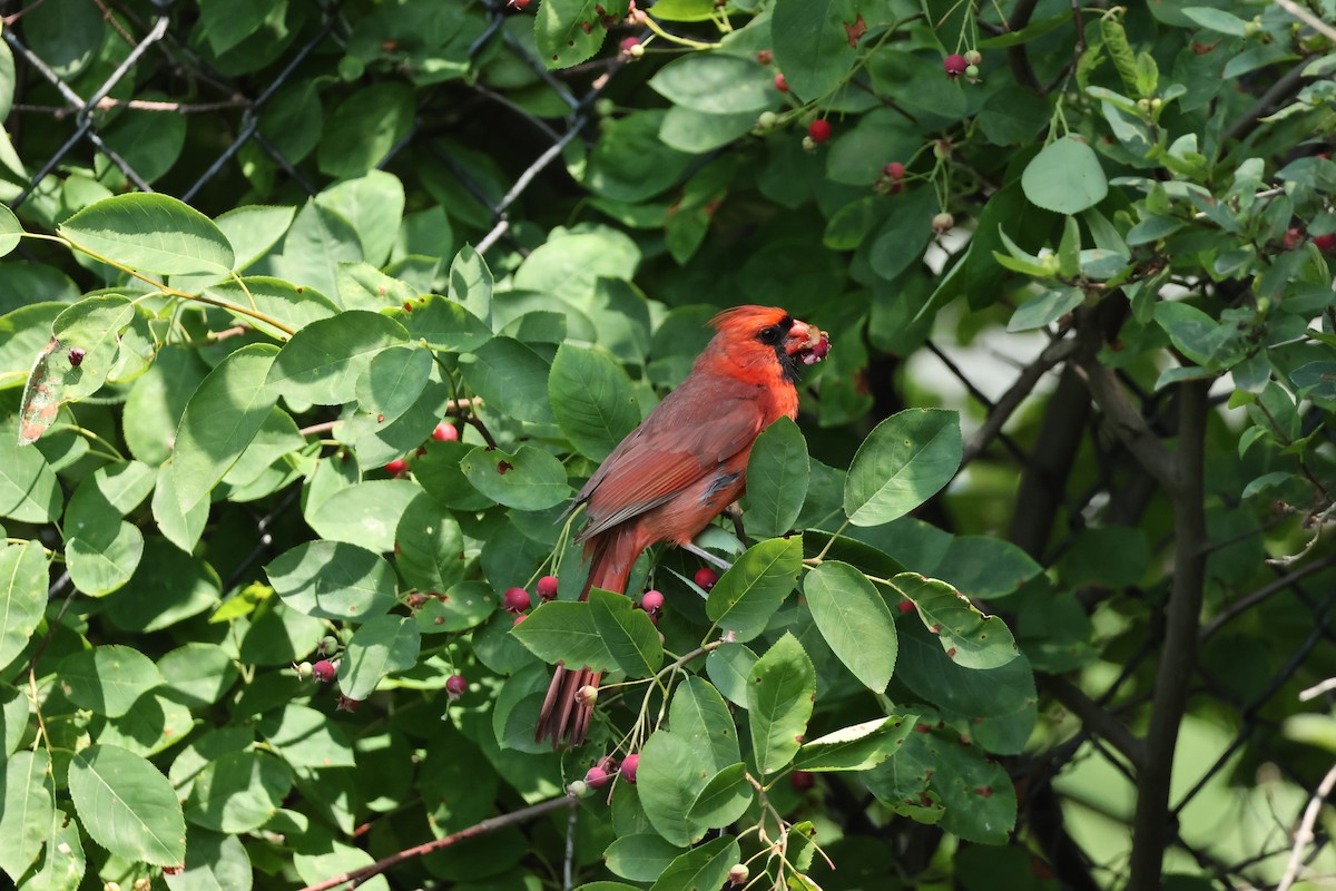 Northern Cardinal - ML638533245