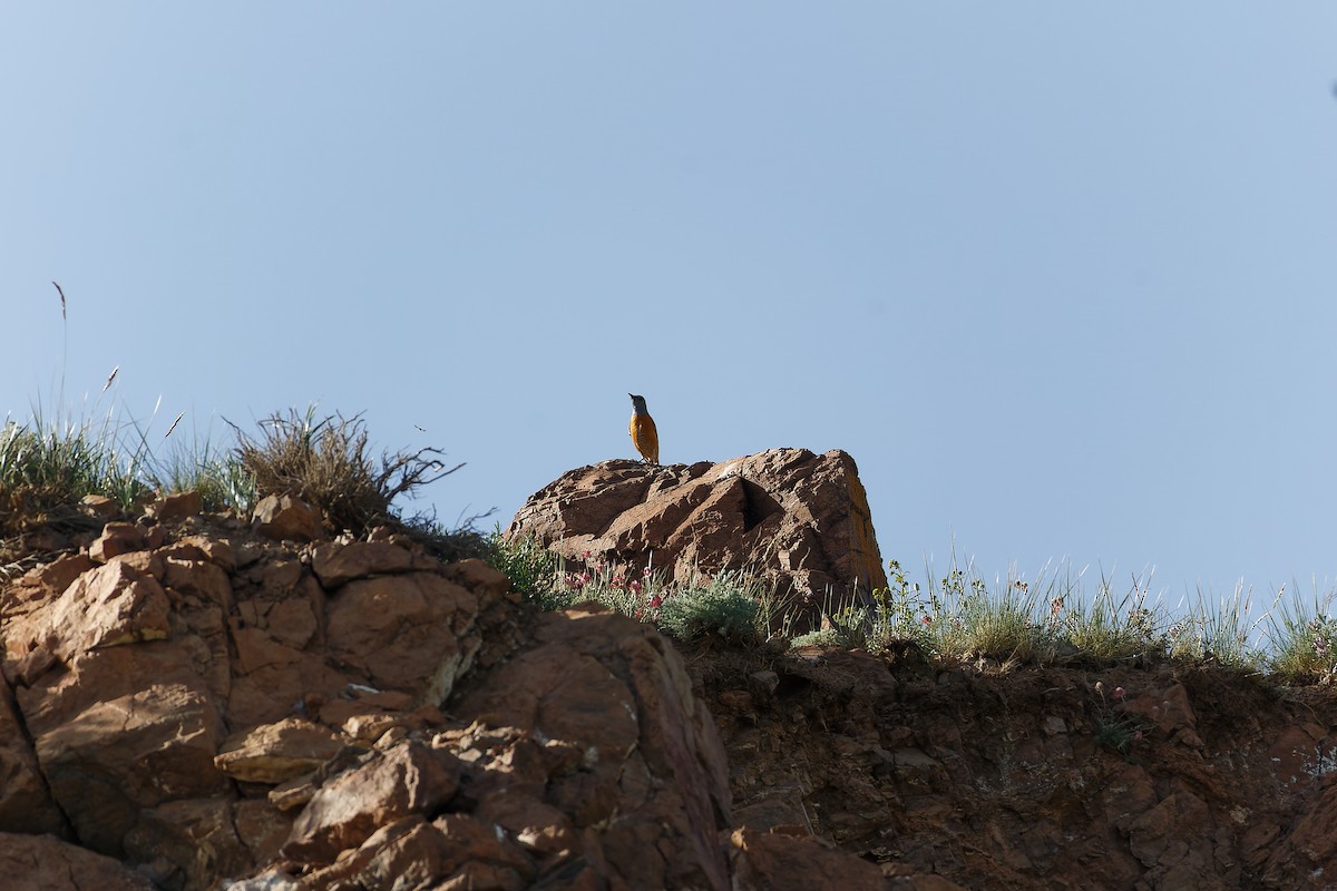 Rufous-tailed Rock-Thrush - ML638533253