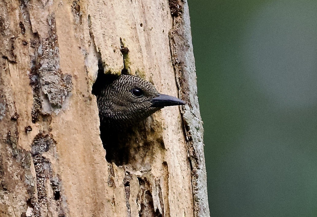 Zebra Woodpecker - ML638533254